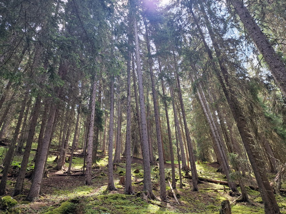 Ambiance forêt