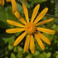 NEW - Arnica des montagne