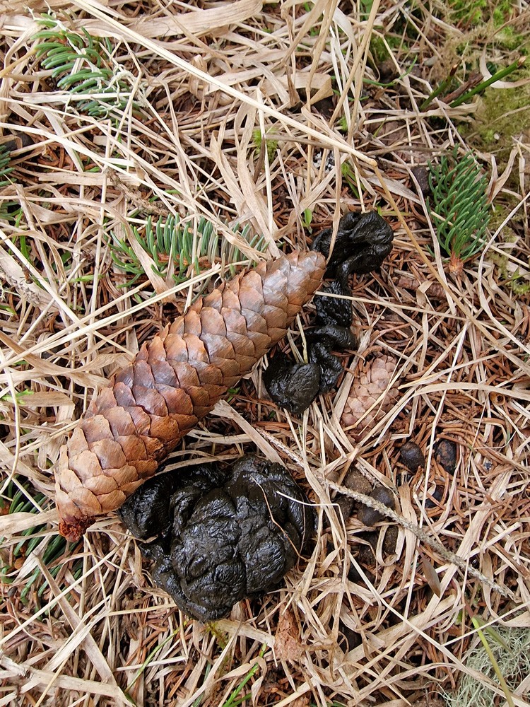 Crottes de cerf