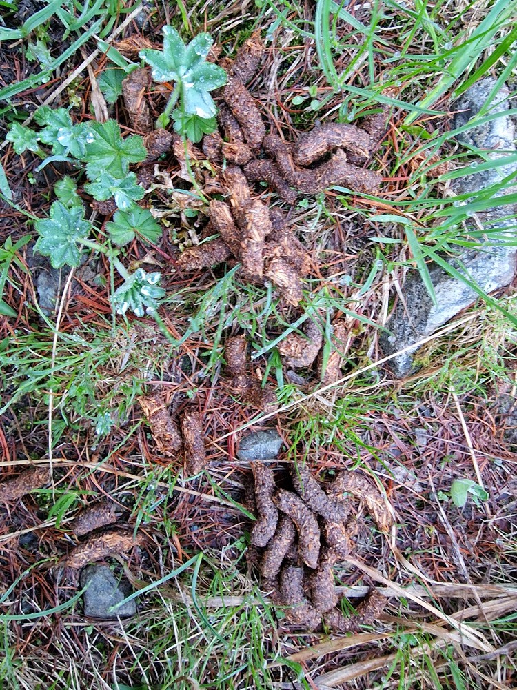 Crottes de tetras-lyre