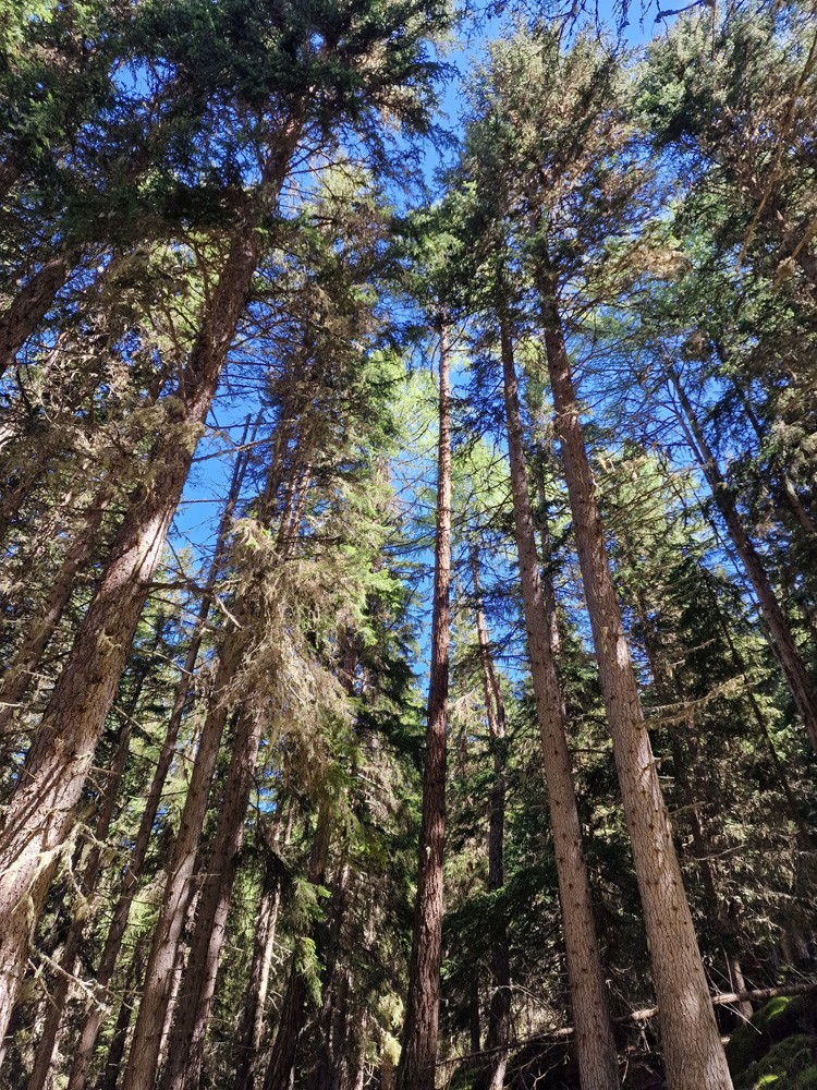 Ambiance forêt