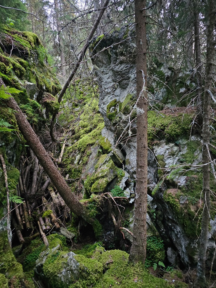 Forêt mystique