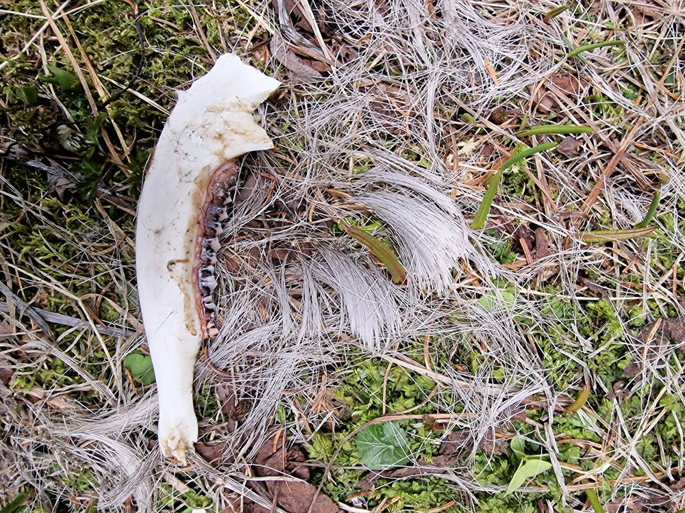 Mâchoire de jeune cerf