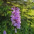 NEW - Orchis de fuchs