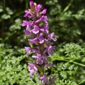 NEW - Orchis moucheron