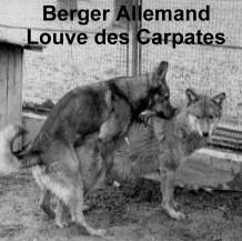 Accouplement chien loup