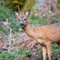 Combien de fois par jour un chevreuil peut-il manger ?