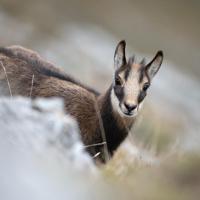 Cabri chamois