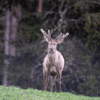 Red Deer