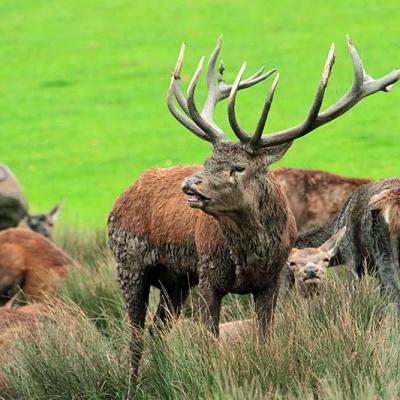 Cerf flehmen parc ste croix