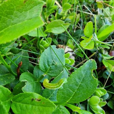 Chenille verte 2