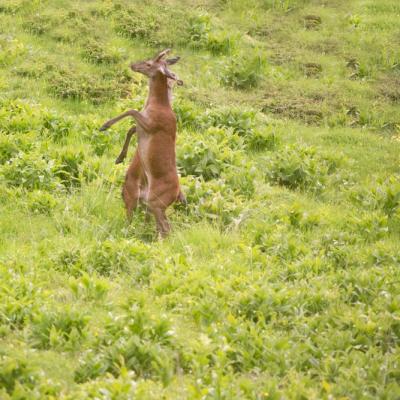 Combat biche et daguet