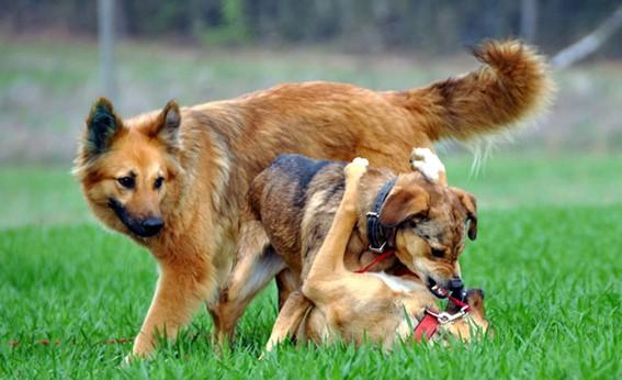 Conflit chiens le mag du chien