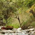 Le loup peut-il être tué par ses proies ?