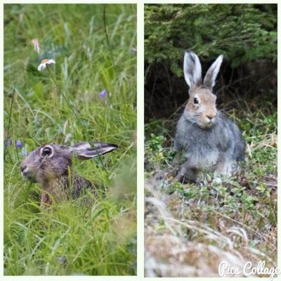 Lievre et lievre variable