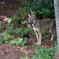 Comment appelle-t-on, pour un jeune loup, l'action de quitter définitivement sa meute ?