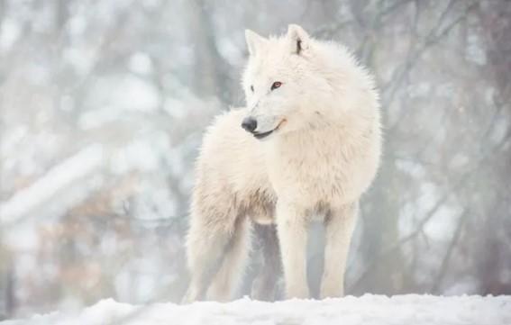 Loup arctique jdzacovsky shutterstock