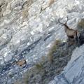 Combien de fois plus grand est le territoire du loup par rapport au cerf ?