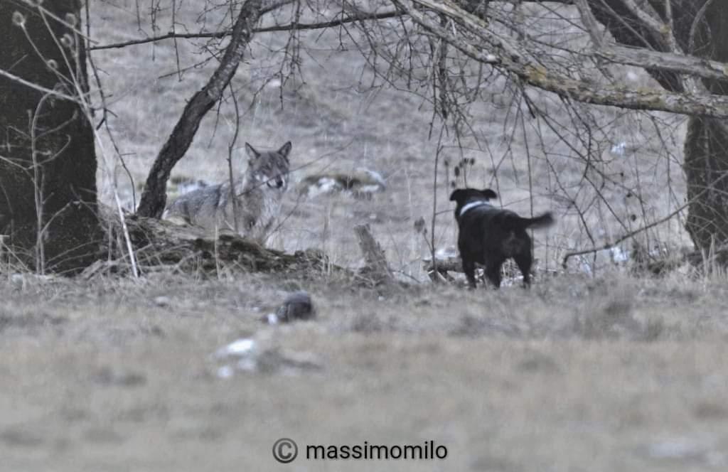 Loup chien