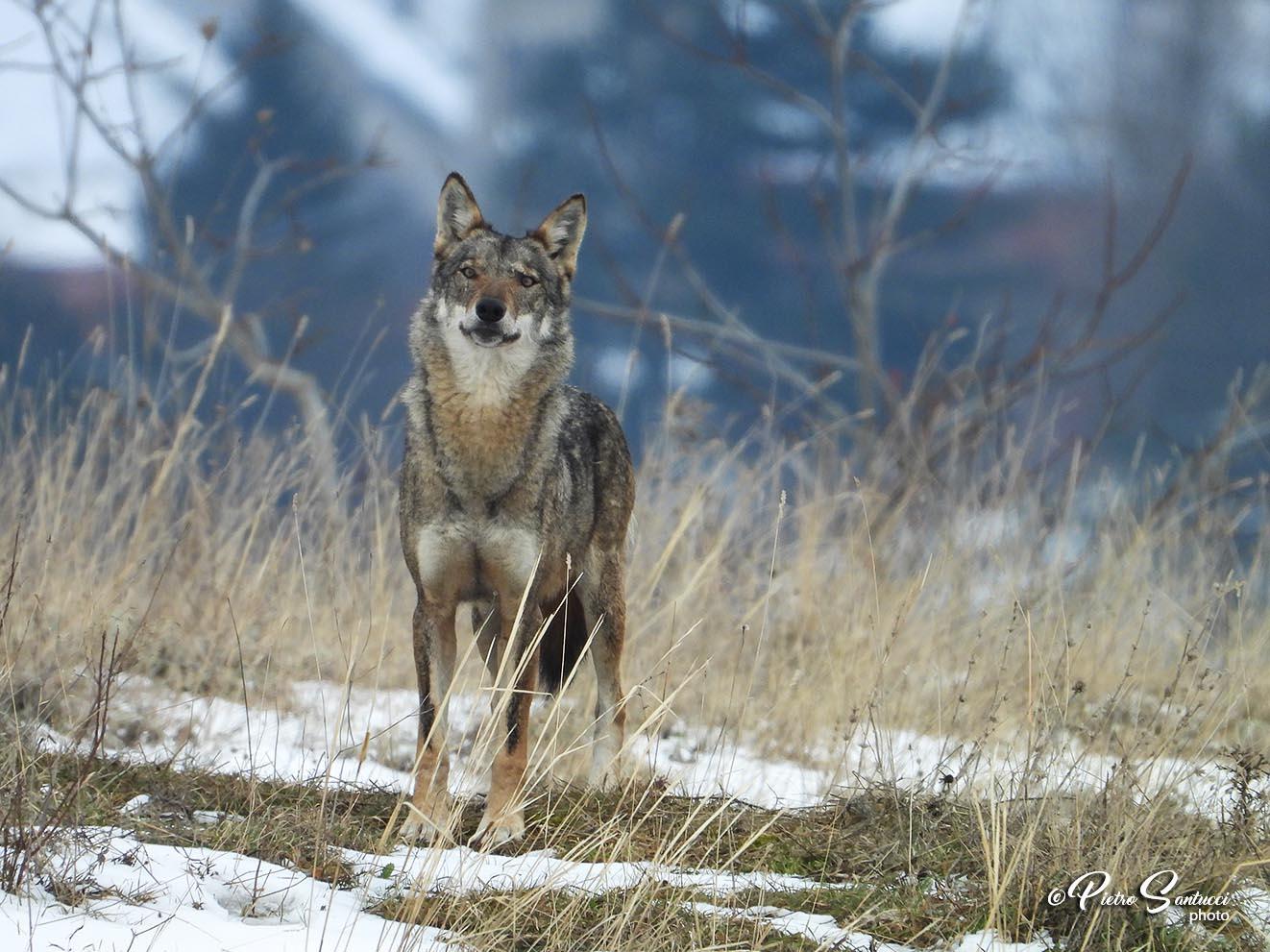 Loup pietro santucci