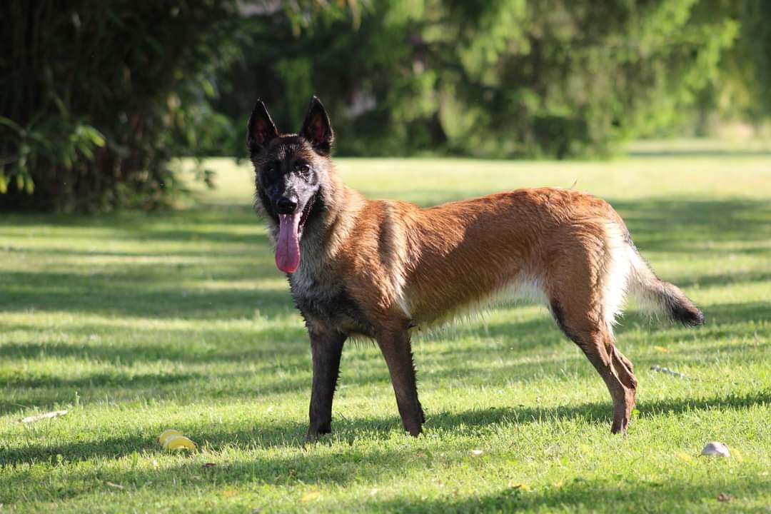 Malinois consulting dogs