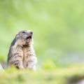 Comment les marmottes avertissent-elles leurs congénères en cas de danger ?