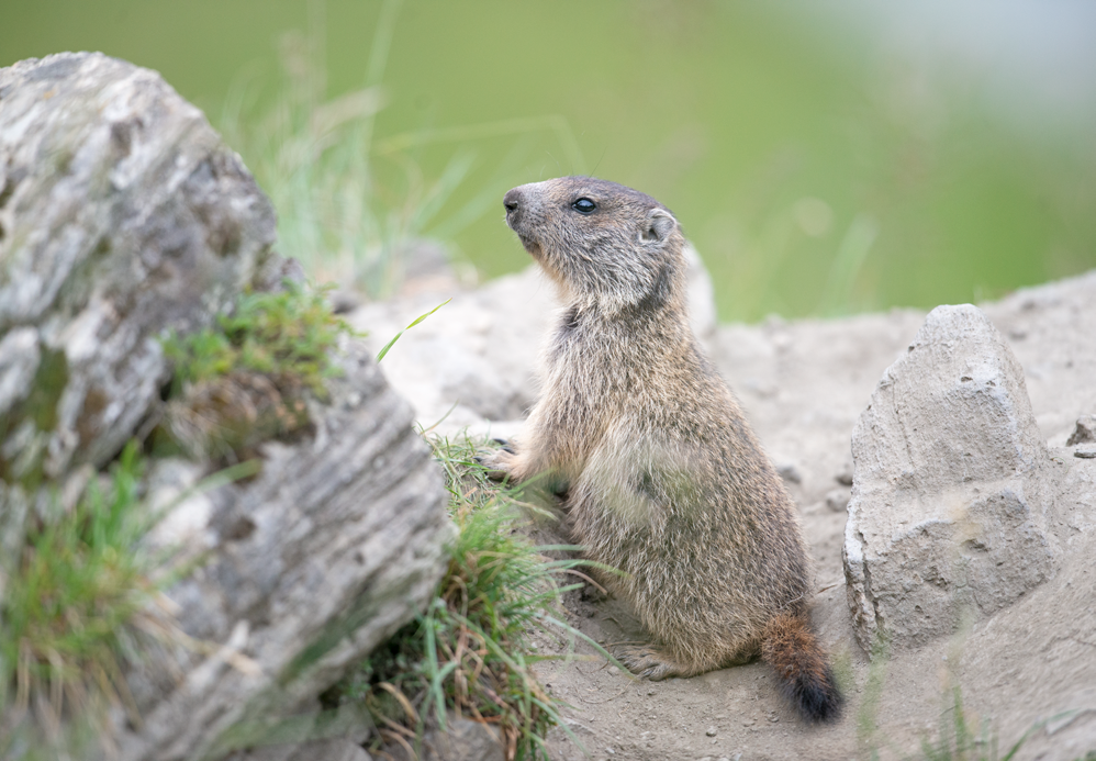 Marmotton