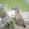 Combien pèsent les marmottons (bébés marmotte) à la naissance ?