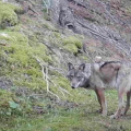 Qu'est-il important de faire pour éviter les incidents avec le loup et la faune sauvage ?